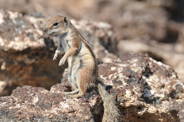 Atlashörnchen in Fuerteventura (Kanarische Inseln)