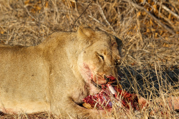 Amazing South African Safari - Hippos, monkeys, zebras, leopards, lions, painted wolves, elephants, giraffes, hyenas, wildlife - Nature at it's finest
