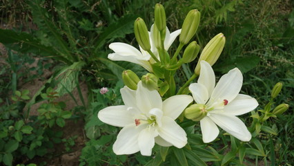 Fototapeta na wymiar Цветок лилия белая