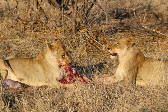 Amazing South African Safari - Hippos, monkeys, zebras, leopards, lions, painted wolves, elephants, giraffes, hyenas, wildlife - Nature at it's finest