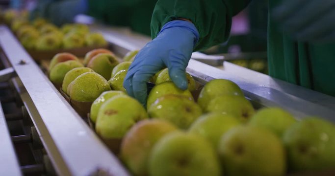 Close up of worker's hand with a glove is controlling high quality ecological and biological pears in a fruit packing and production factory.