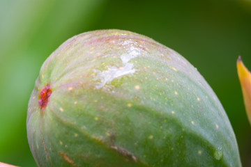 El higo es un fruto del bosque muy dulce 