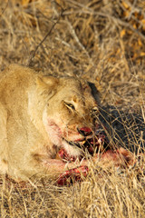 Amazing South African Safari - Hippos, monkeys, zebras, leopards, lions, painted wolves, elephants, giraffes, hyenas, wildlife - Nature at it's finest