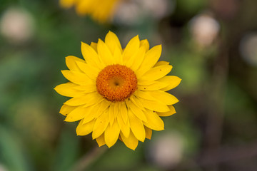 Flowers, Rose, Botanical Garden, Sydney
