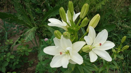 Цветок лилия белая