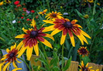 Rudbeckia garden flower after rain
