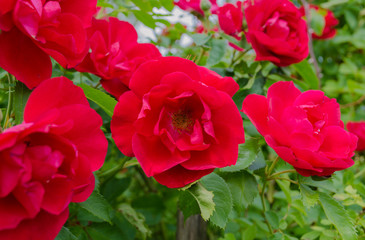 flammentanz red rose flower on a background of green leaves