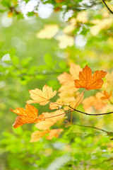 Beautiful bright autumn closeup of a maple tree turning from green to yellow and orange in an idyllic deciduous forest in Germany in autumn in october