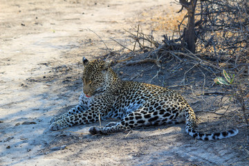 Amazing South African Safari - Hippos, monkeys, zebras, leopards, lions, painted wolves, elephants, giraffes, hyenas, wildlife - Nature at it's finest