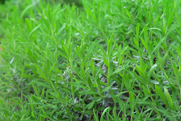 Obraz premium Fresh Rosemary Herb grow outdoor. Rosemary leaves, сlose up. Nature healthy flavoring, cooking. Ingredients for food.