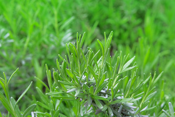 Rosemary herb garden. Fresh Organic flavoring plants growing. Spices for cooking. Green aromatic Herb grow outdoor.