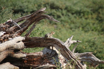 chipmunk on tree