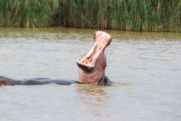 Fototapeta premium Amazing South African Safari - Hippos, monkeys, zebras, leopards, lions, painted wolves, elephants, giraffes, hyenas, wildlife - Nature at it's finest