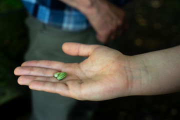 Close Up of a Girl Holding a Green Caterpillar in Her Hand in a Forest