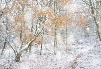 Beautiful path through forest with  snow on ground and Autumn color on trees in heavy snow storm