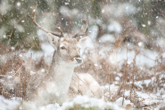 Beautiful image of Fallow Deer in snow Winter landscape in heavy snow storm