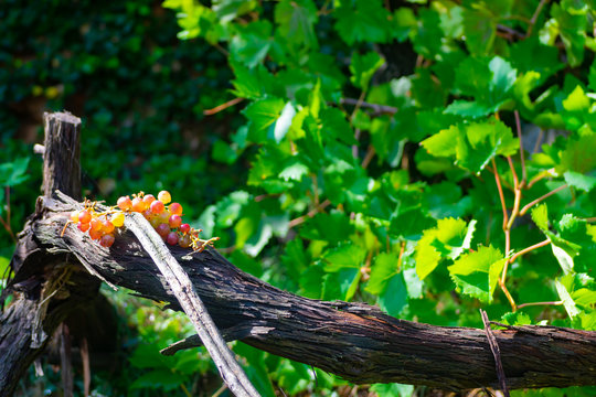 Racimo de uvas sobre rama de parra
