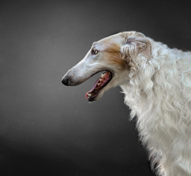 portrait of Borzoi