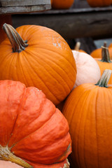 Colored pumpkins at the market close-up