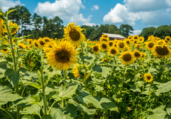 New Sunflower Leading the way