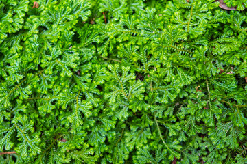 Blurred for background.Green mos for texture background.