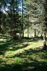 Alcuni scatti delle foreste delle dolomiti 