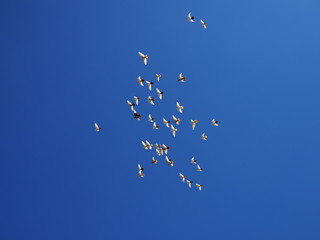 flock of white doves flies in the blue sky