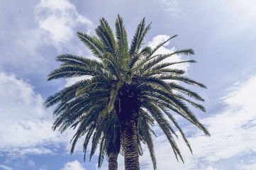 Fototapeta na wymiar view from below on palm trees against sky