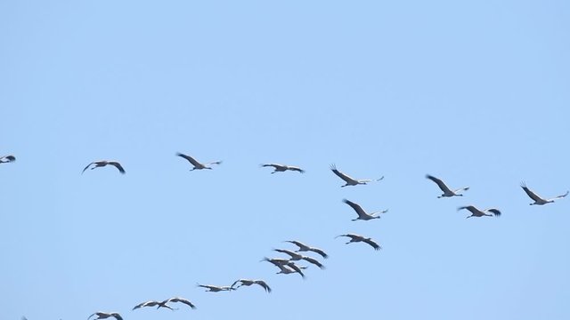 Common Cranes or Eurasian Cranes (Grus Grus) flying in mid airduring migration. Slow motion clip.
