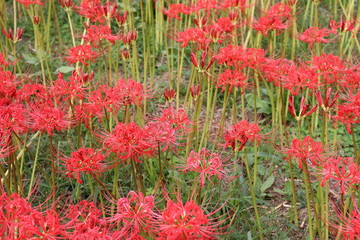 彼岸花　群生