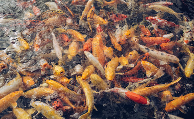 school of golden carps waiting for feed time