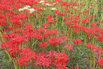 彼岸花　群生