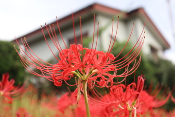 彼岸花　群生