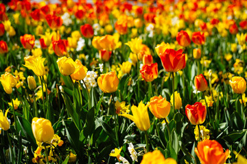Fototapeta premium Tulips in Holland
