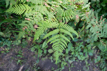 Alcuni scatti delle foreste delle dolomiti 