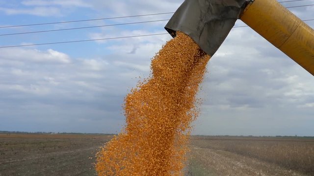 Corn Falling in Slow Motion from Combine Auger into Grain Cart 