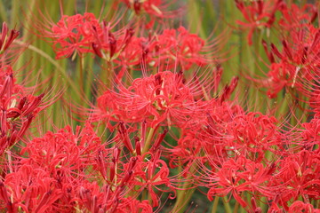 彼岸花　群生