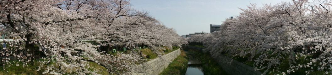 桜と川