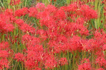 彼岸花　群生
