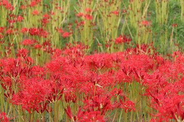 彼岸花　群生