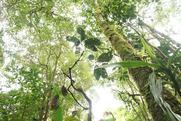 Holiday with Bornean Jangle