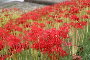 彼岸花　群生