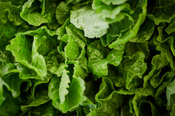 Closeup of green, fresh lettuce leaves