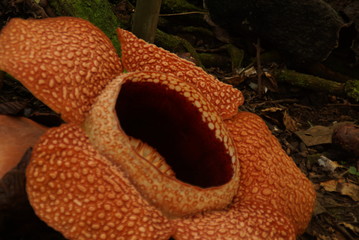 rafflesia