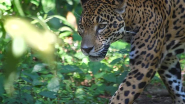 Jaguar walking in the jungle