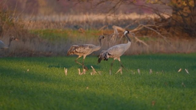 Common Cranes or Eurasian Cranes (Grus Grus) adult and juvenile walking in a field in soft autumn light. Slow motion clip.