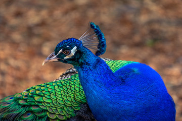 Obraz premium peacock, zoo, birds, bird