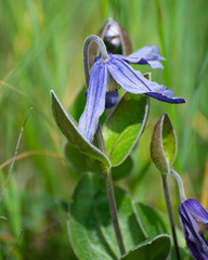 Clematis integrifolia in the nature