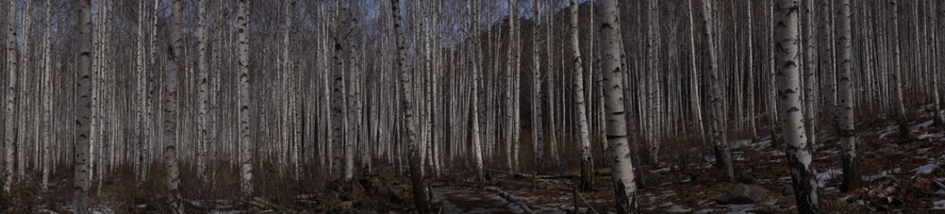 Obraz premium 자작나무 숲 파노라마