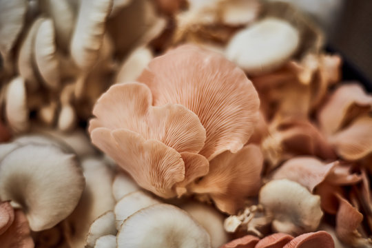 organic Oyster mushrooms at the market stall